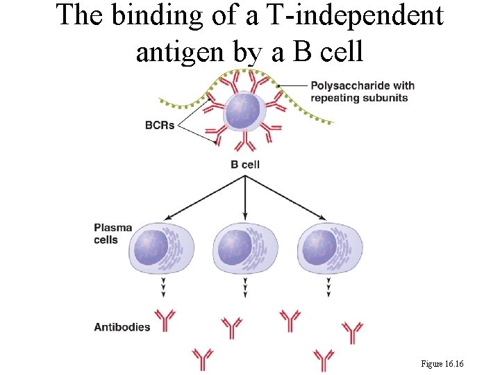 The binding of a T-independent antigen by a B cell Figure 16. 16 