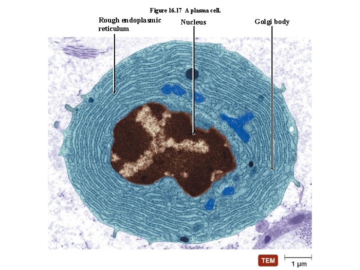 Figure 16. 17 A plasma cell. Rough endoplasmic reticulum Nucleus Golgi body 