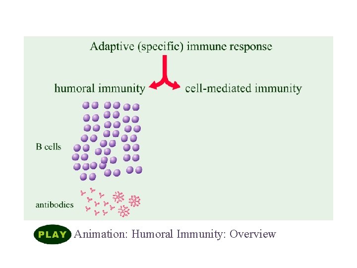 Overview of Adaptive Immunity Animation: Humoral Immunity: Overview 