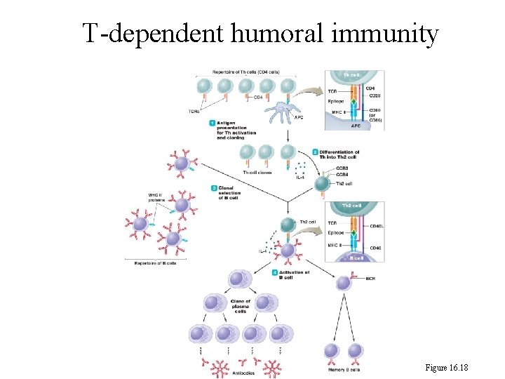 T-dependent humoral immunity Figure 16. 18 