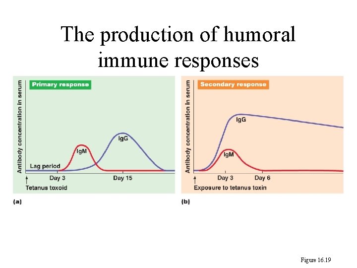 The production of humoral immune responses Figure 16. 19 