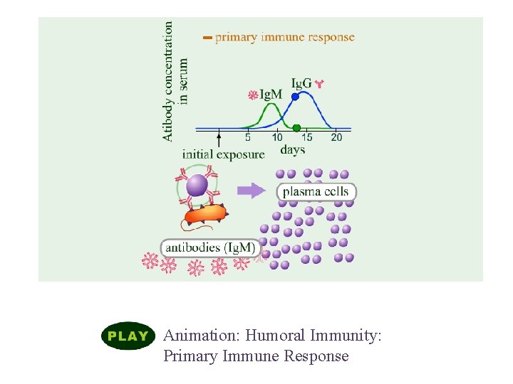 Humoral Immune Responses Animation: Humoral Immunity: Primary Immune Response 
