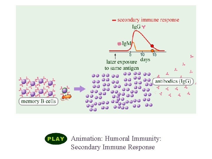 Humoral Immune Responses Animation: Humoral Immunity: Secondary Immune Response 