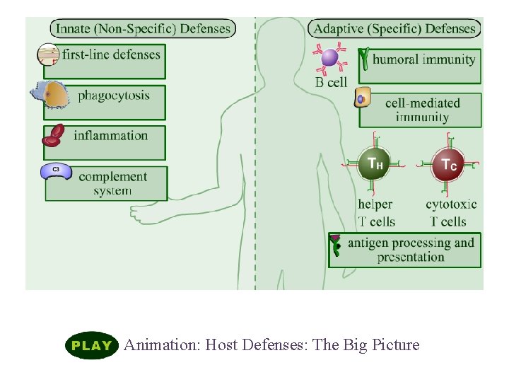 Humoral Immune Responses Animation: Host Defenses: The Big Picture 