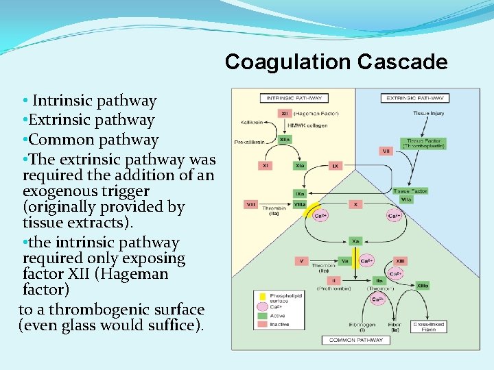 Coagulation Cascade • Intrinsic pathway • Extrinsic pathway • Common pathway • The extrinsic