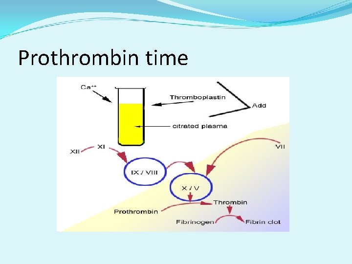 Prothrombin time 