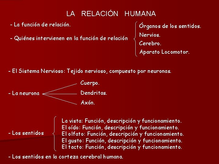 LA RELACIÓN HUMANA - La función de relación. Órganos de los sentidos. - Quiénes