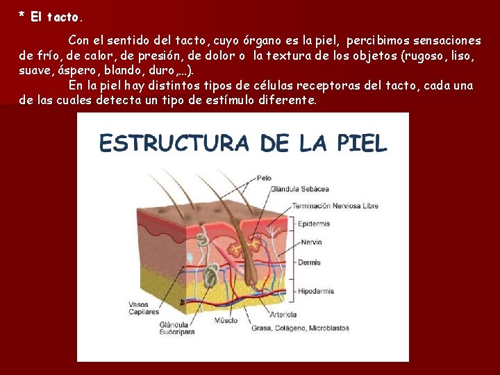 * El tacto. Con el sentido del tacto, cuyo órgano es la piel, percibimos