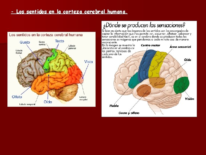 - Los sentidos en la corteza cerebral humana. 