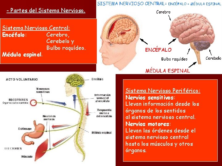 - Partes del Sistema Nervioso Central: Encéfalo: Cerebro, Cerebelo y Bulbo raquídeo. Médula espinal.