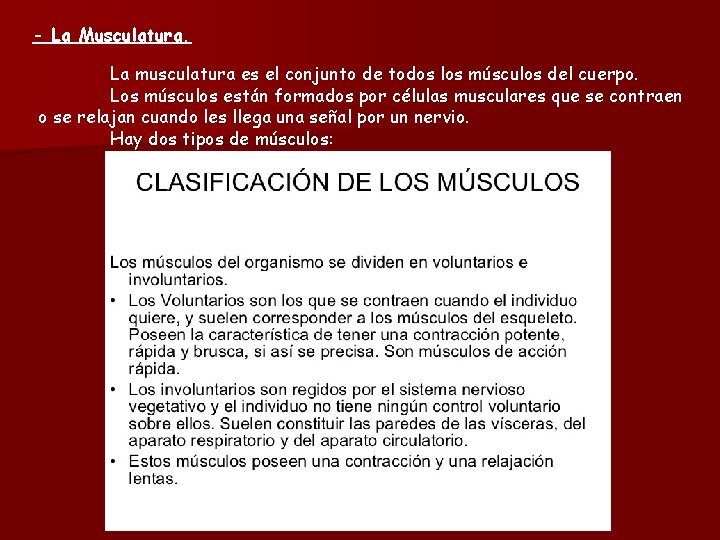 - La Musculatura. La musculatura es el conjunto de todos los músculos del cuerpo.