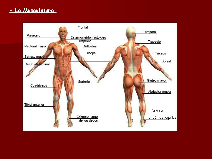 - La Musculatura. Gemelo. Gel o Tendón de Aquiles 