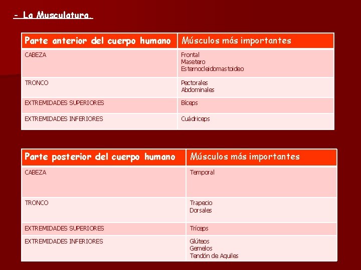 - La Musculatura. Parte anterior del cuerpo humano Músculos más importantes CABEZA Frontal Masetero