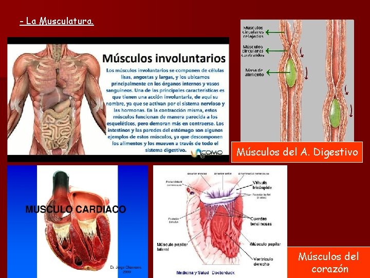 - La Musculatura. Músculos del A. Digestivo Músculos del corazón 