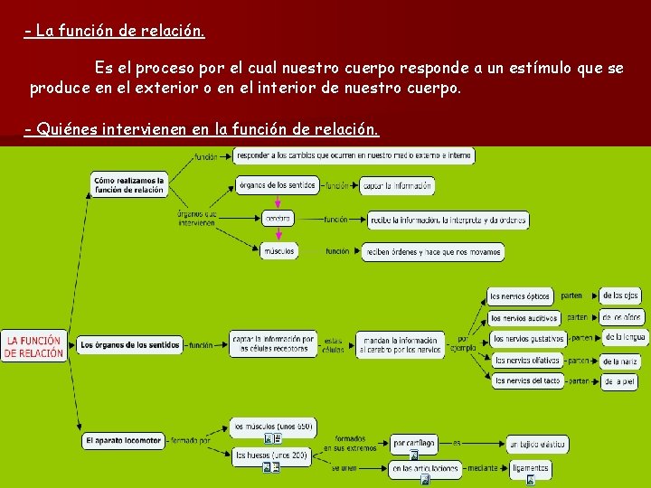 - La función de relación. Es el proceso por el cual nuestro cuerpo responde