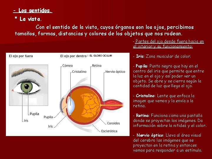 - Los sentidos. * La vista. Con el sentido de la vista, cuyos órganos