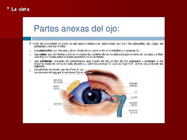 * La vista. Las glándulas lacrimales, que lubrifican el ojo. Los músculos del ojo,