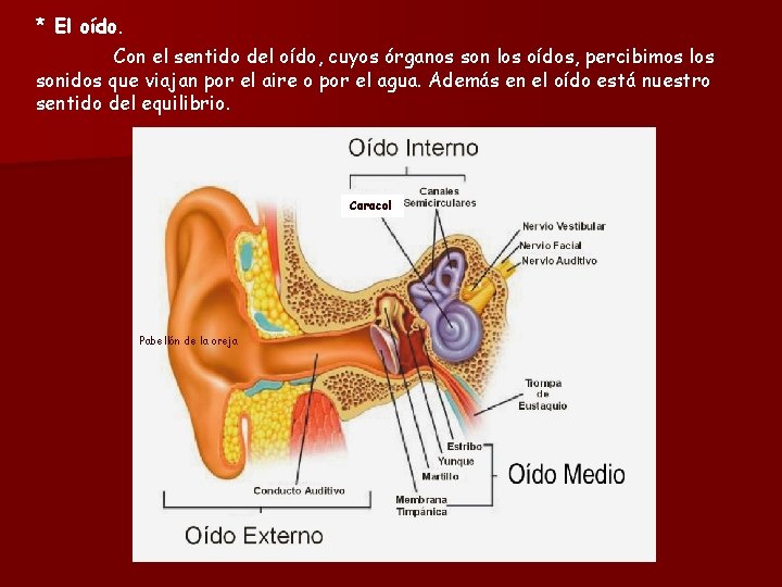 * El oído. Con el sentido del oído, cuyos órganos son los oídos, percibimos