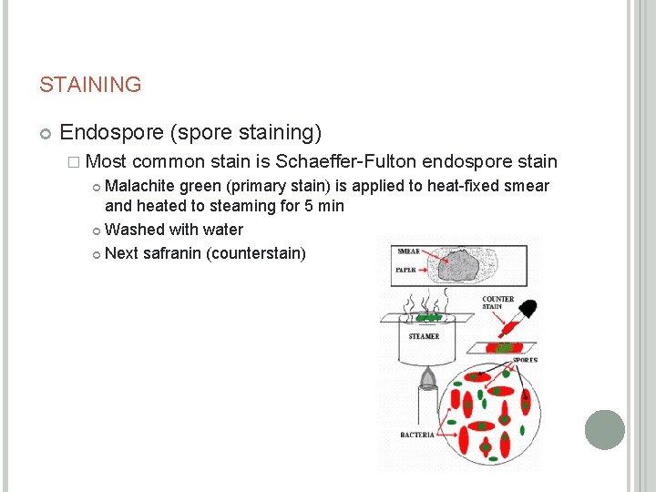 STAINING Endospore (spore staining) � Most common stain is Schaeffer-Fulton endospore stain Malachite green
