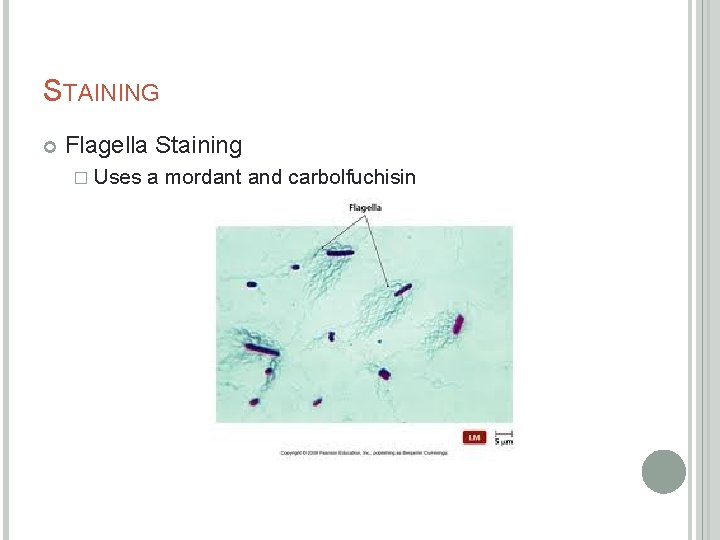 STAINING Flagella Staining � Uses a mordant and carbolfuchisin 