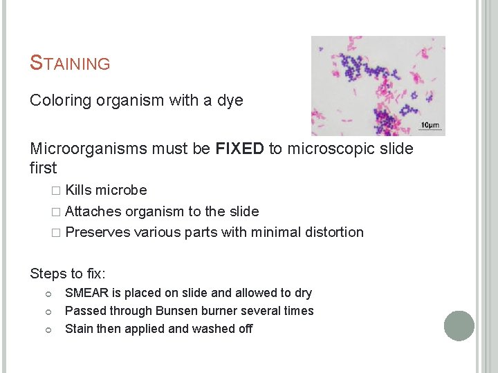 STAINING Coloring organism with a dye Microorganisms must be FIXED to microscopic slide first