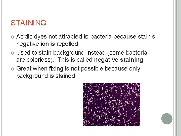 STAINING Acidic dyes not attracted to bacteria because stain’s negative ion is repelled Used