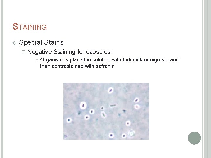 STAINING Special Stains � Negative Staining for capsules Organism is placed in solution with