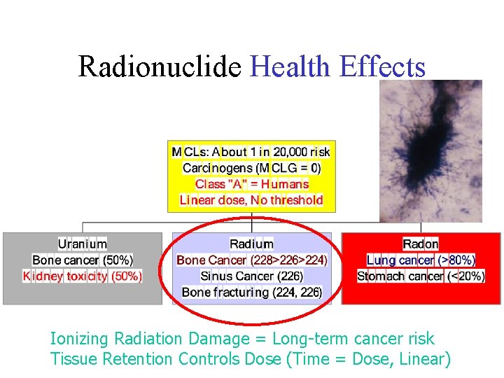 Radionuclide Health Effects Ionizing Radiation Damage = Long-term cancer risk Tissue Retention Controls Dose Radionuclide Health Effects Ionizing Radiation Damage = Long-term cancer risk Tissue Retention Controls Dose