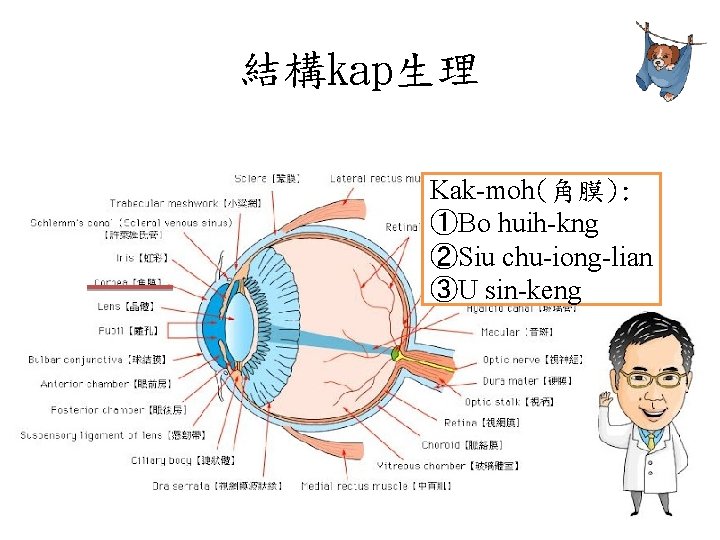 結構kap生理 Kak-moh(角膜): ①Bo huih-kng ②Siu chu-iong-lian ③U sin-keng 