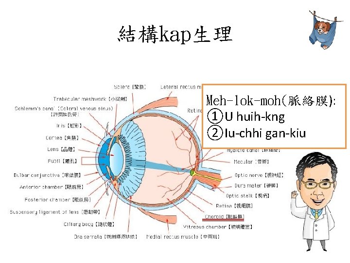 結構kap生理 Meh-lok-moh(脈絡膜): ①U huih-kng ②Iu-chhi gan-kiu 