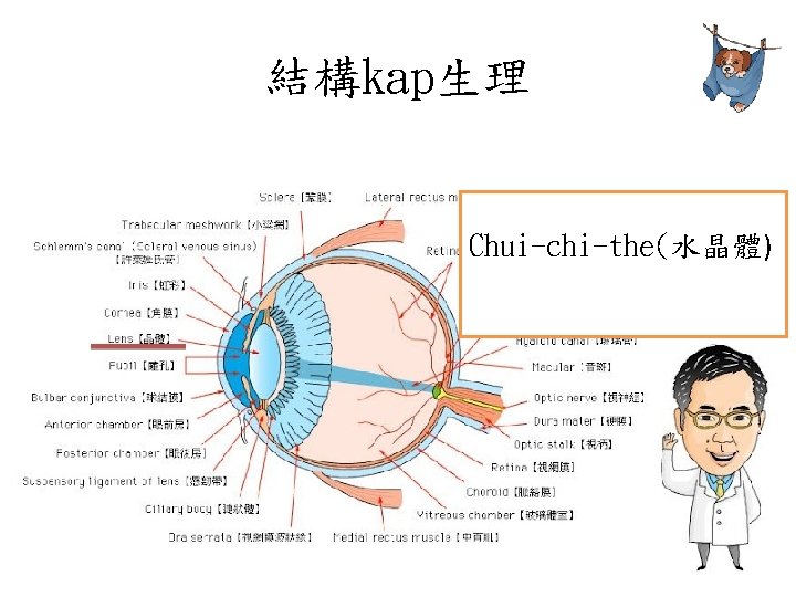 結構kap生理 Chui-chi-the(水晶體) 