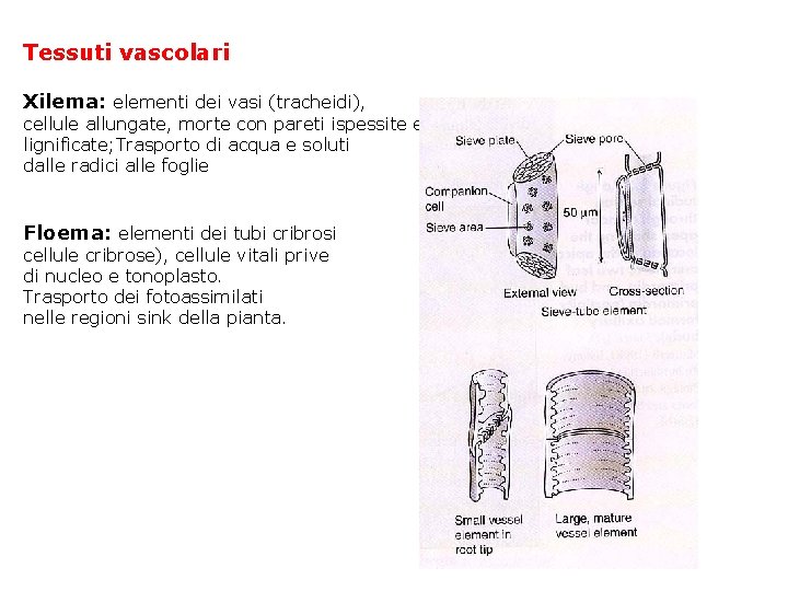 Tessuti vascolari Xilema: elementi dei vasi (tracheidi), cellule allungate, morte con pareti ispessite e