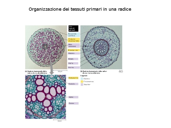 Organizzazione dei tessuti primari in una radice 