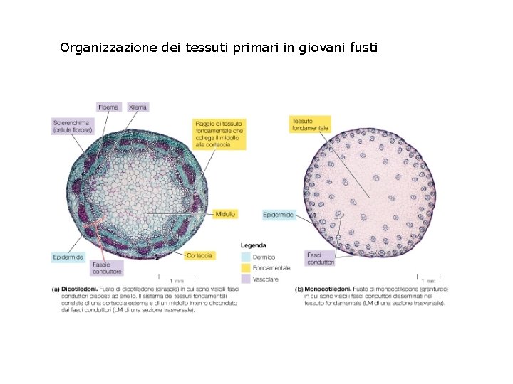 Organizzazione dei tessuti primari in giovani fusti 