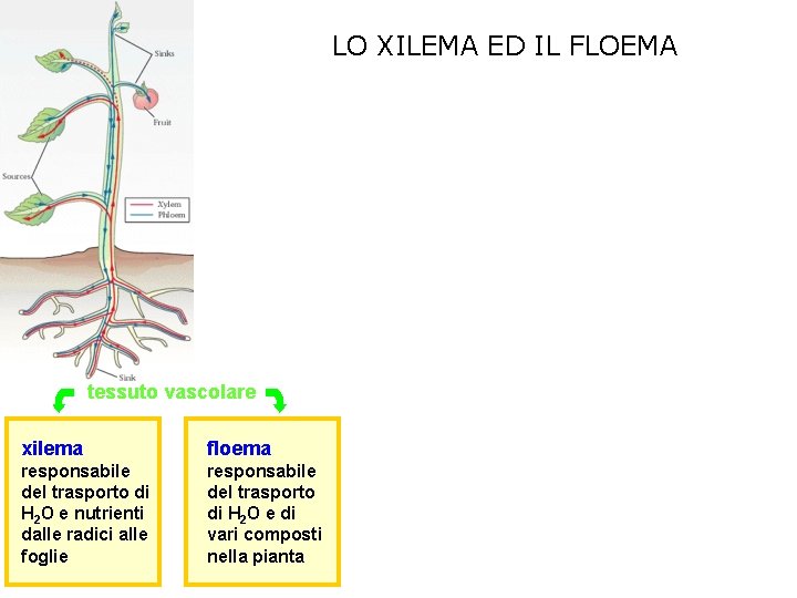 LO XILEMA ED IL FLOEMA tessuto vascolare xilema floema responsabile del trasporto di H