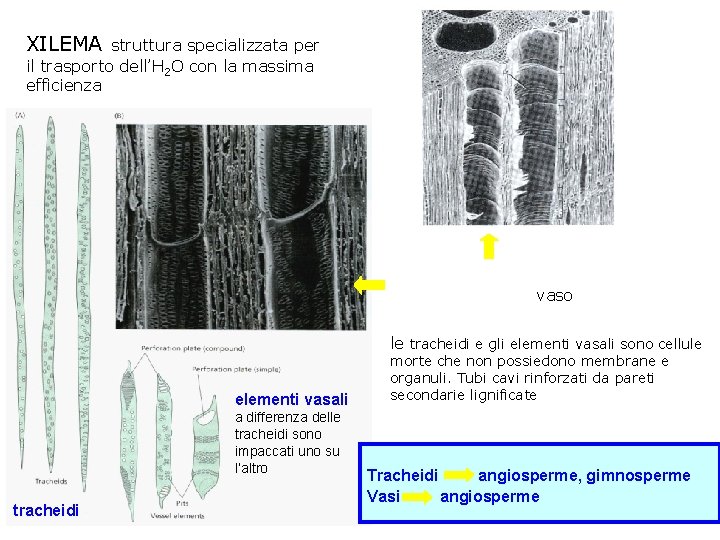 XILEMA struttura specializzata per il trasporto dell’H 2 O con la massima efficienza sovrapposizione