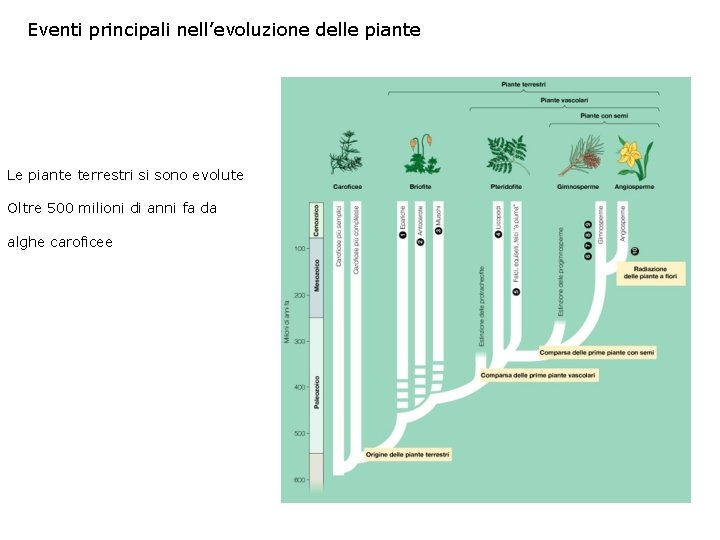 Eventi principali nell’evoluzione delle piante Le piante terrestri si sono evolute Oltre 500 milioni