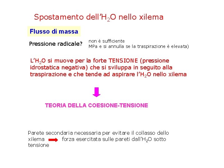 Spostamento dell’H 2 O nello xilema Flusso di massa Pressione radicale? non è sufficiente