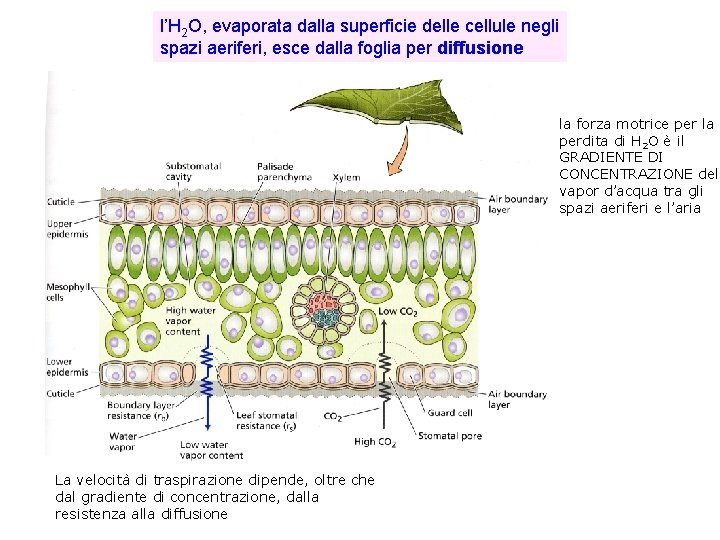 l’H 2 O, evaporata dalla superficie delle cellule negli spazi aeriferi, esce dalla foglia