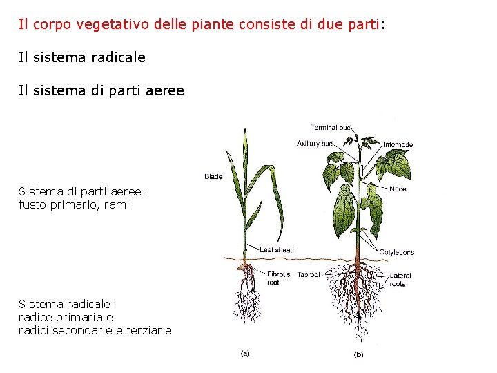Il corpo vegetativo delle piante consiste di due parti: Il sistema radicale Il sistema