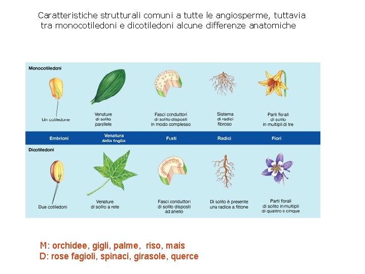 Caratteristiche strutturali comuni a tutte le angiosperme, tuttavia tra monocotiledoni e dicotiledoni alcune differenze