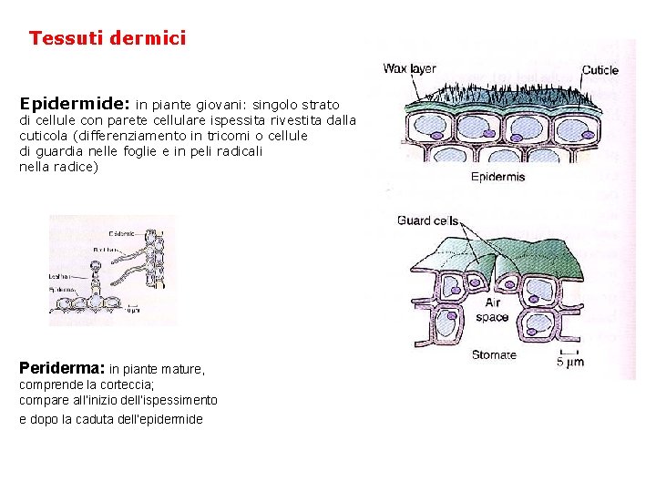 Tessuti dermici Epidermide: in piante giovani: singolo strato di cellule con parete cellulare ispessita