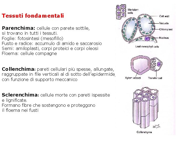 Tessuti fondamentali Parenchima: cellule con parete sottile, si trovano in tutti i tessuti. Foglie: