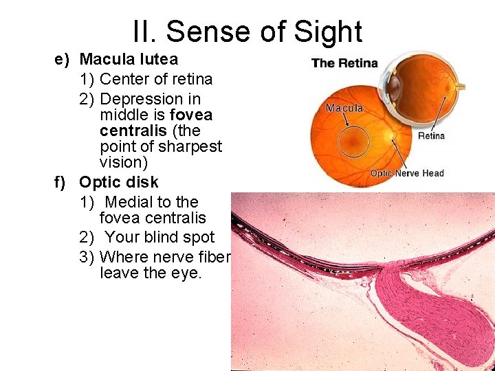 II. Sense of Sight e) Macula lutea 1) Center of retina 2) Depression in