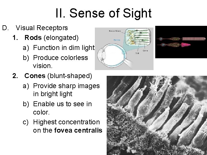 II. Sense of Sight D. Visual Receptors 1. Rods (elongated) a) Function in dim