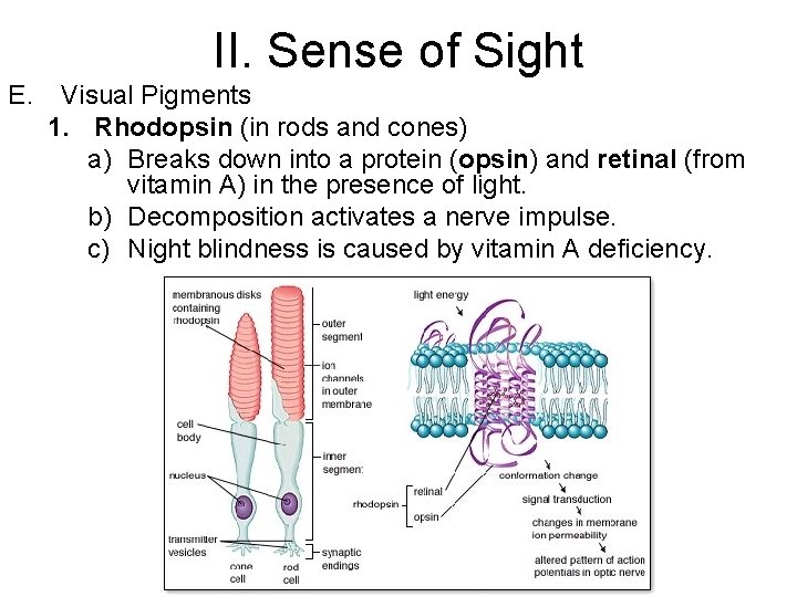 II. Sense of Sight E. Visual Pigments 1. Rhodopsin (in rods and cones) a)