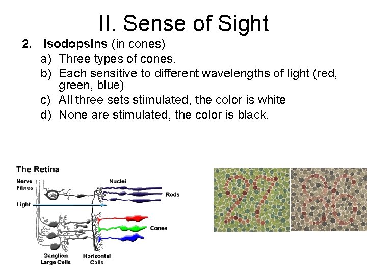 II. Sense of Sight 2. Isodopsins (in cones) a) Three types of cones. b)
