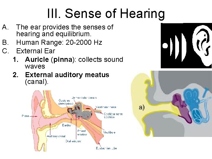 III. Sense of Hearing A. The ear provides the senses of hearing and equilibrium.