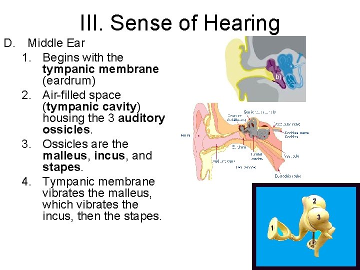III. Sense of Hearing D. Middle Ear 1. Begins with the tympanic membrane (eardrum)