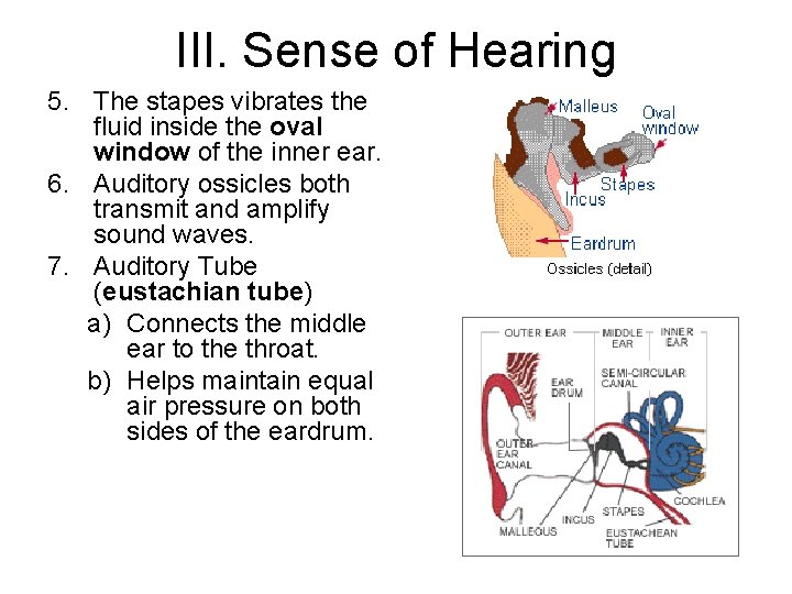 III. Sense of Hearing 5. The stapes vibrates the fluid inside the oval window